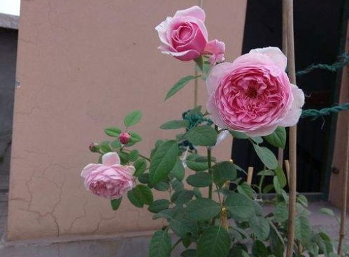 月季的养护技巧