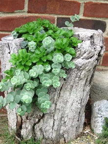 木桩花盆适合养什么花