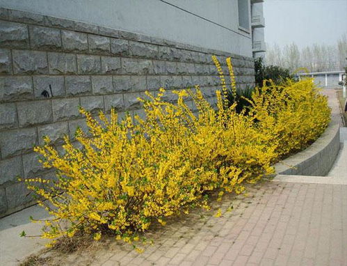 连翘种植的最佳月份是什么时候？几月份栽种连翘最合适