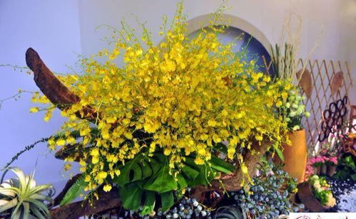 迎春花：不畏严寒的小勇士