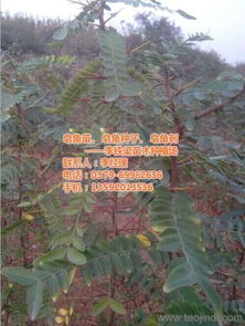 皂角种植育苗，时间可是关键啊！