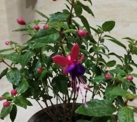 花毛茛养殖方法有哪些？浇水量如何控制才适宜