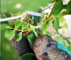 缺铁， 不是盲芽的罪魁祸首