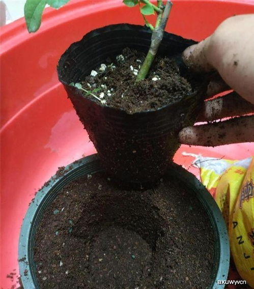 月季的茎：螺旋上升的秘密