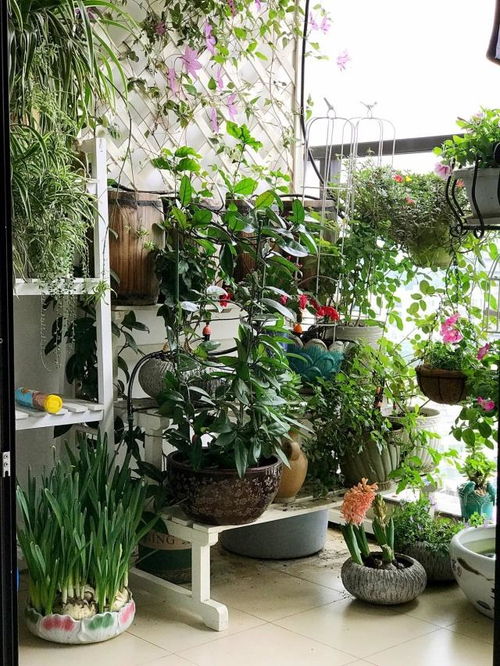 耐晒露台养花，选哪些植物既美观又耐晒呢