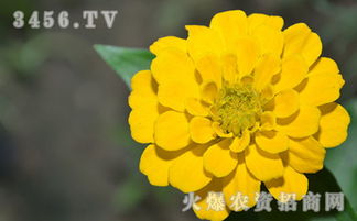 孔雀草种子如何播种？土壤和光照条件有何要求