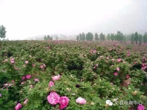 玫瑰花生长的地区