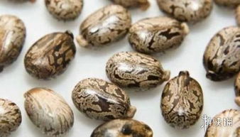 游戏里的蓖麻种子也嫩买， 但得合法