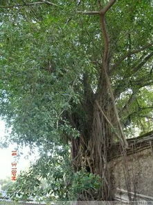 放大镜下的真伪鉴别