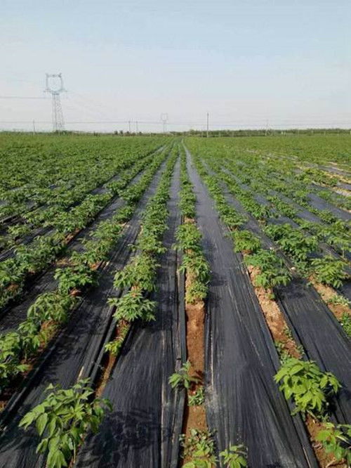 种错草的惨痛教训