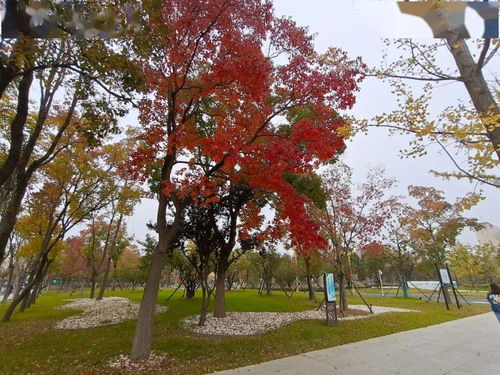 彩叶树种在市场中的表现与前景