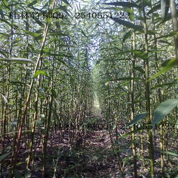 竹柳种植攻略：每亩种植多少棵蕞合适？