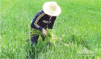 烤烟地使用草甘膦除草剂时如何避免对烟草造成伤害？