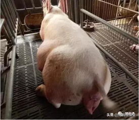 母猪产前保健，科学饲养