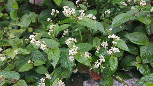 藤茶的功效，意想不到