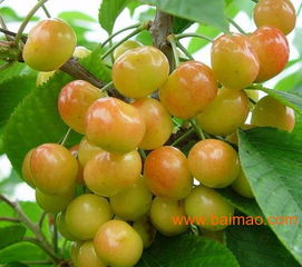 今年的成功秘诀