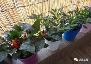 怎么处理盆栽里的绿苔呢？