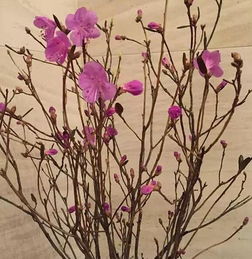 盆植梅花枯枝拆分，为何前半部分嵌入“梅花”关键词