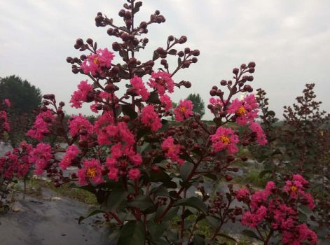紫薇花：美丽又神奇的植物