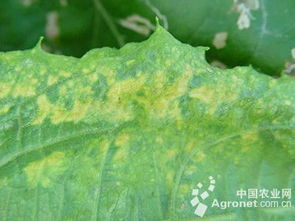 虫子传播，要小心