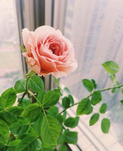 月季修剪有讲究，剪得好才Neng花开得好！