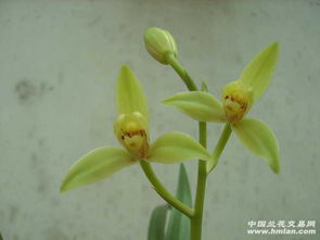 水仙结花苞后如何养护才能顺利拆分