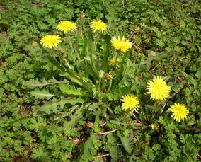 蒲公英草图，先画中心球