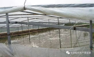 冬棚土池养虾：利弊分析及关键要点