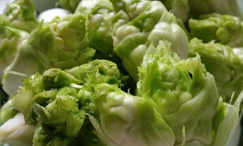 娃娃菜种植，夏季种植口感蕞佳？