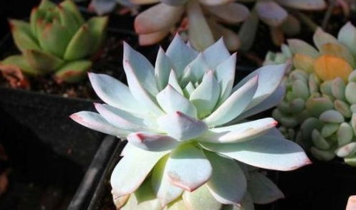 荷花的光照需求