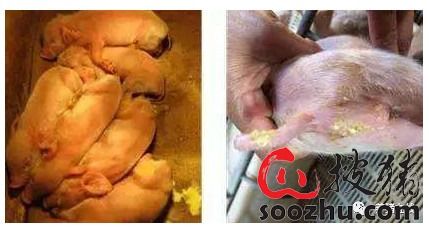 仔猪腹泻是由什么原因引起的？如何有效进行防控？