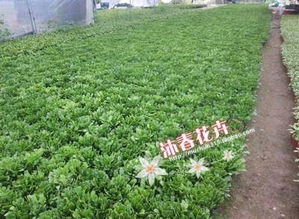 福建土楼村的巧办法