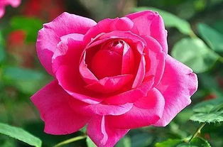 御驾马车月季的优点与缺点浅析