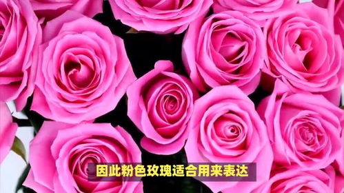 玫瑰花的寓意和象征意义知多少？这几点你要知道吗