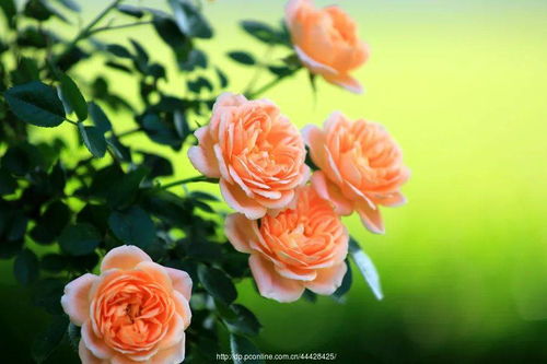 枝子花枯萎，是何原因导致