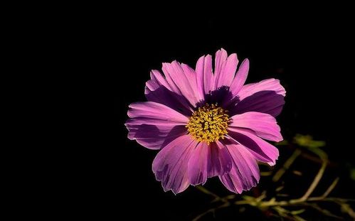 “独领风骚，爱意盎然——唯一之花，情感之选”