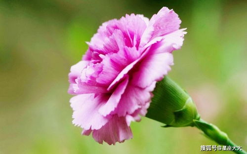 康乃馨的奥秘与魅力：芳香世界探秘