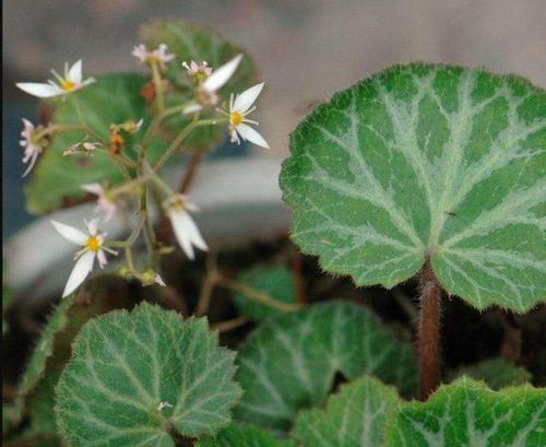 煎汤内服：虎耳草的常见食用方式