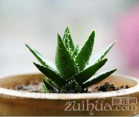 盆栽芦荟浇水频率：每月一次，养植秘籍！