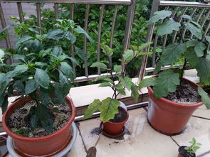 阳台花盆种植秋葵苗，如何选择合适的品种