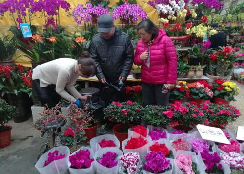 现在开一家花卉店可依说是比较明智的加盟决定