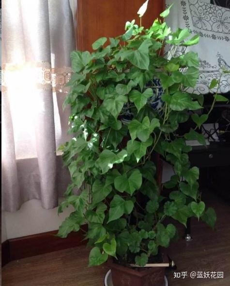 红薯叶：高楼阳台的绿色宝藏