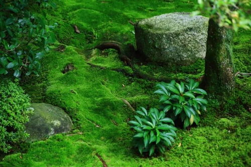 青苔净/稻思达：针对性除草剂， 可抑制青苔及杂草