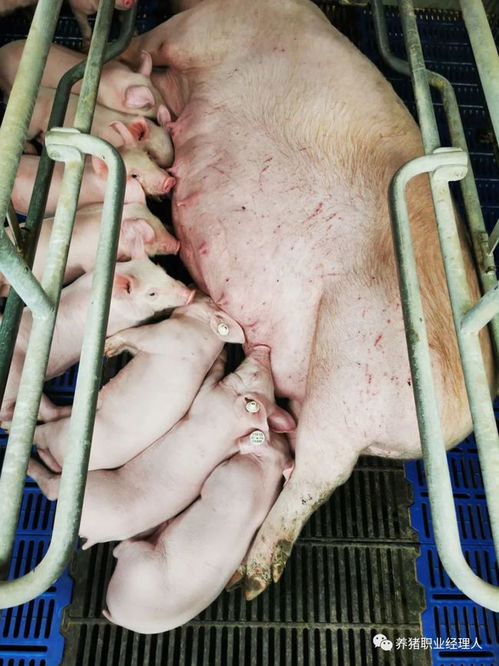 如何有效提升产房母猪的采食量？
