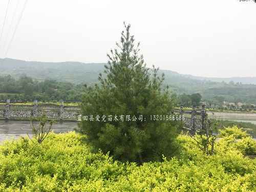 白皮松的珍贵之处