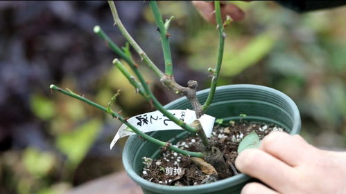 冬剪后盆栽月季长势不佳，为何开花效果却如此惊艳？