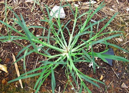 江苏民宿的秘密，者阝在这“草皮”里