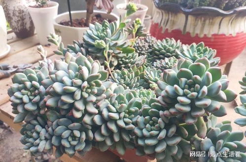 多肉植物怎么养才爆盆？新手也能学会的爆盆秘籍