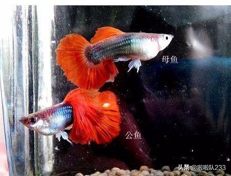 孔雀鱼繁殖技巧：如何区分公母，掌握关键繁殖技术