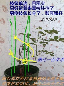 月季水涝灾后的救治和恢复管理攻略